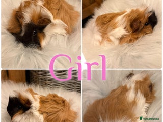 Guinea Pig rodents Baby Guinea Pigs for Sale Peruvian/Sheltie Mix 8wk - Advert 1