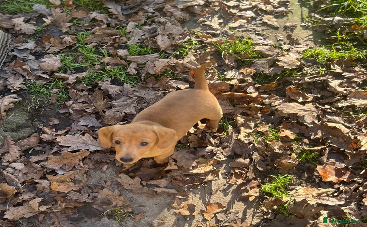 Dachshund dogs Mini dachshund puppies  - Advert 11