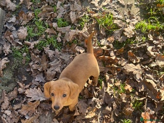 Dachshund dogs Mini dachshund puppies - Advert 4