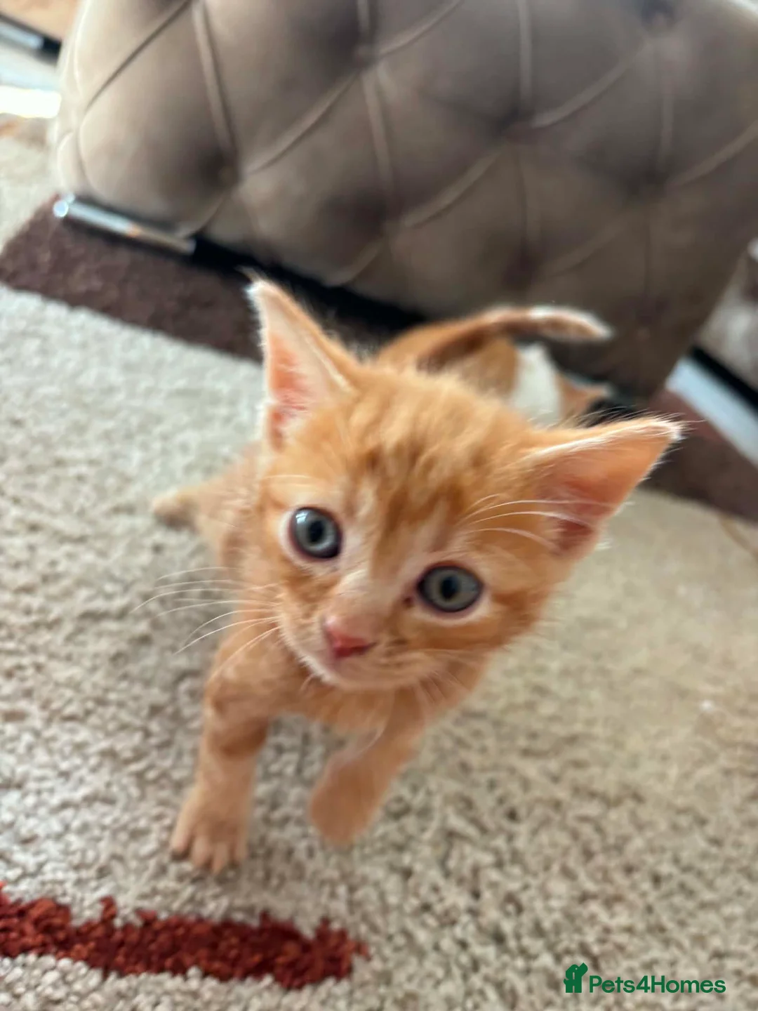Mixed Breed cats for sale: Beautiful hand reared kittens  - Advert 2