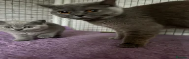 British Shorthair Kitten 2