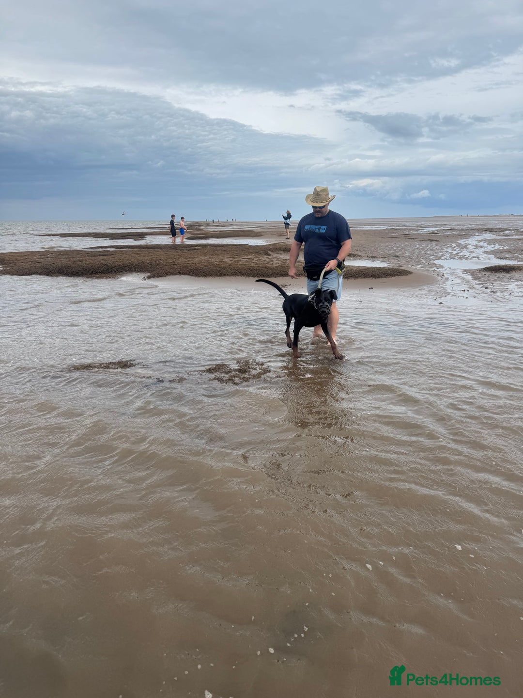 Dobermann dogs for sale: Young European Male Doberman  - Advert 3