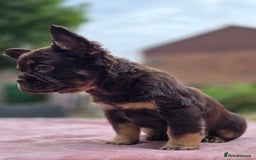 French Bulldog dogs for sale: Fluffy french bulldogs carrying Pink - Image 7