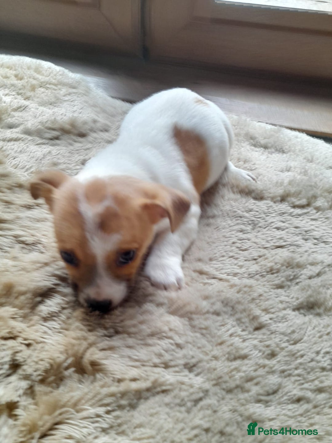 Jack Russell dogs for sale: Jack russel puppy  - Advert 4