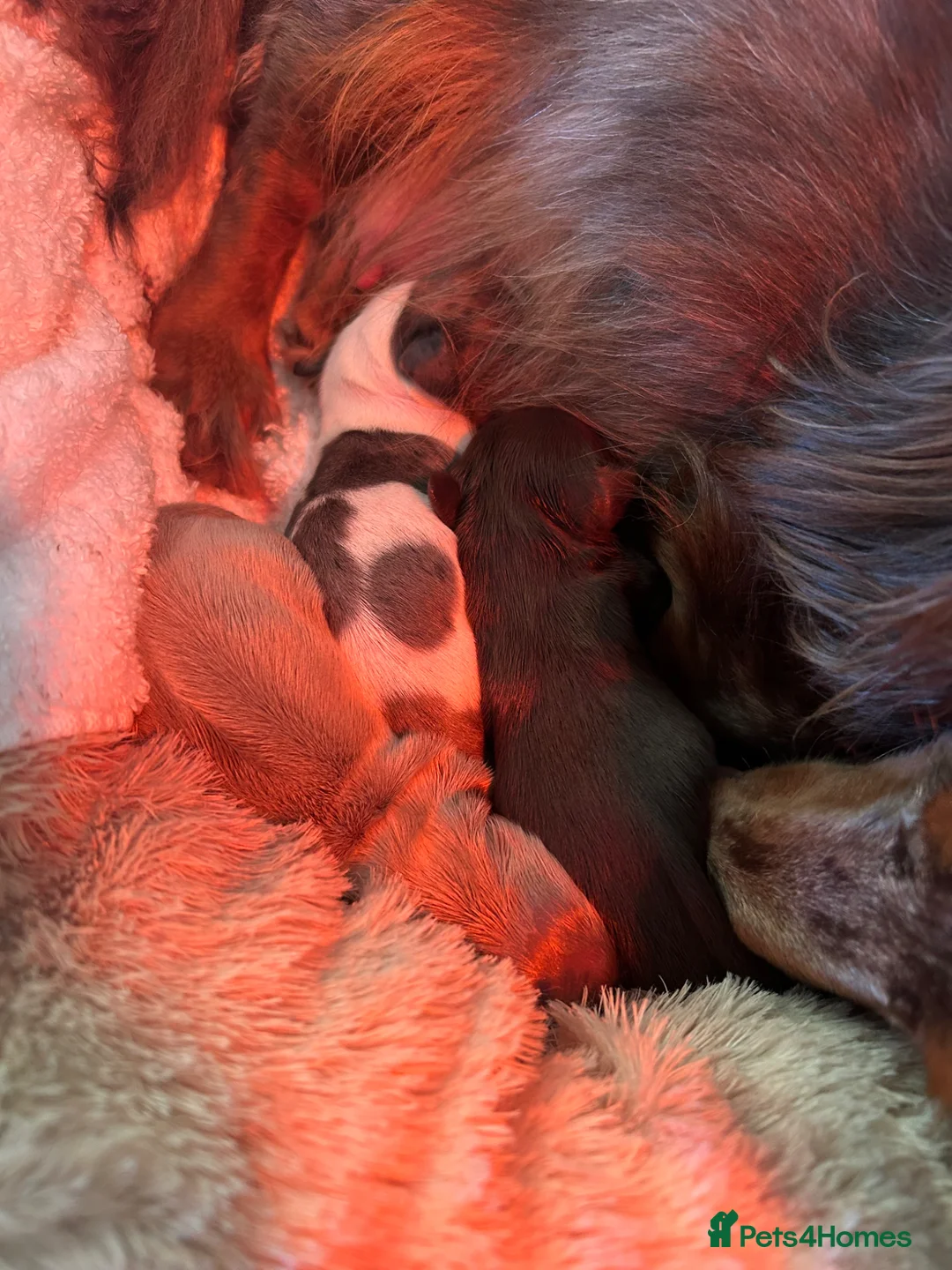 Miniature Dachshund dogs for sale: Beautiful KC Registered Long Hair Mini Dachshunds  - Advert 17