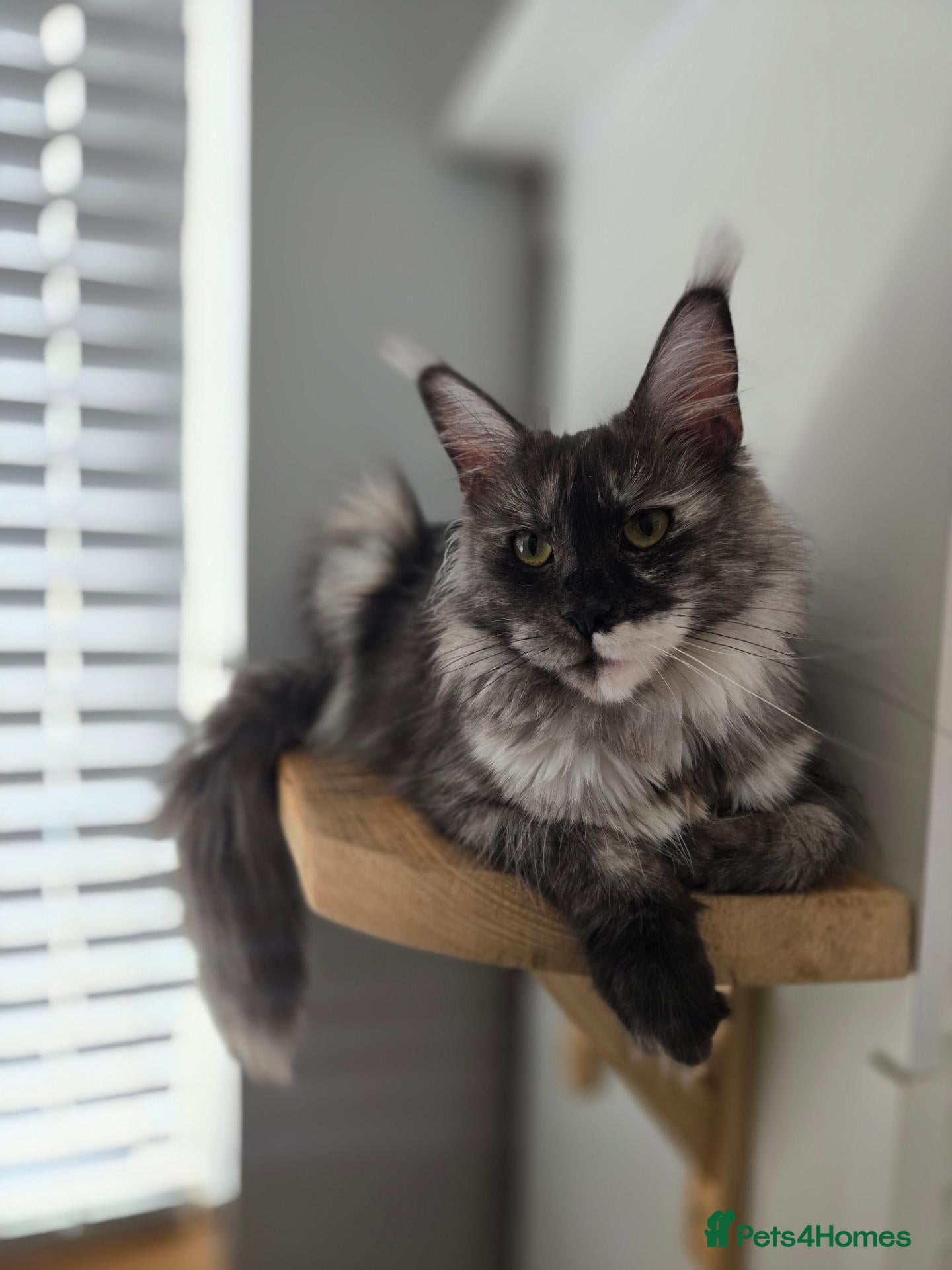 Maine Coon cats Beautiful Mainecoon female - Advert 1