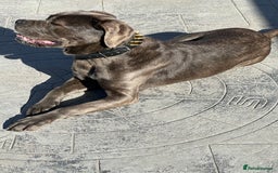 Cane Corso dogs for sale: Cane Corso for sale  - Advert 7