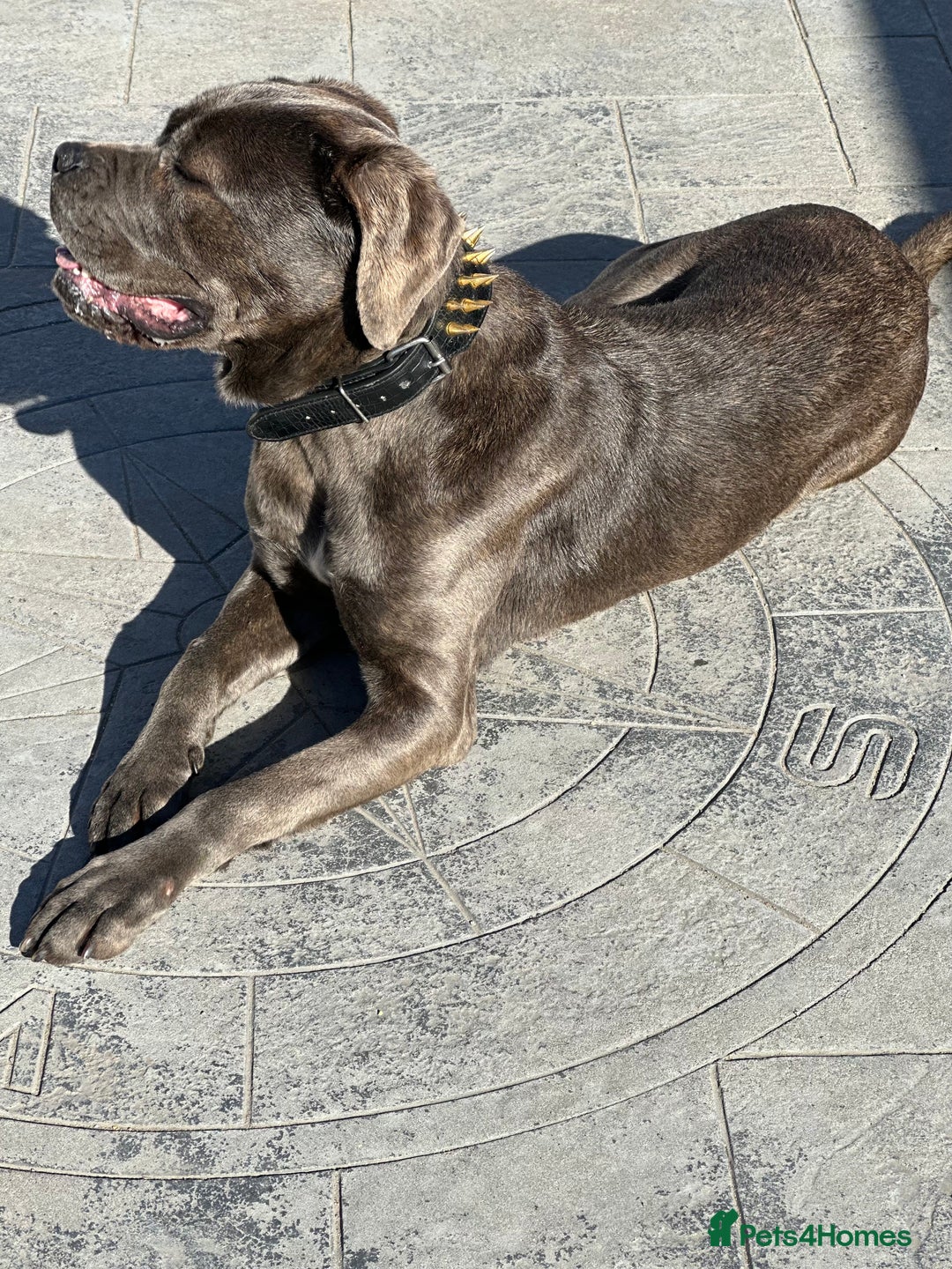 Cane Corso dogs for sale: Cane Corso for sale  - Advert 7