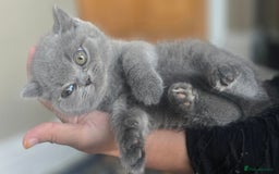 British Shorthair cats for sale: LAST CHUNKY BOY Cute Bristish Short Hair Kittens  - Image 13