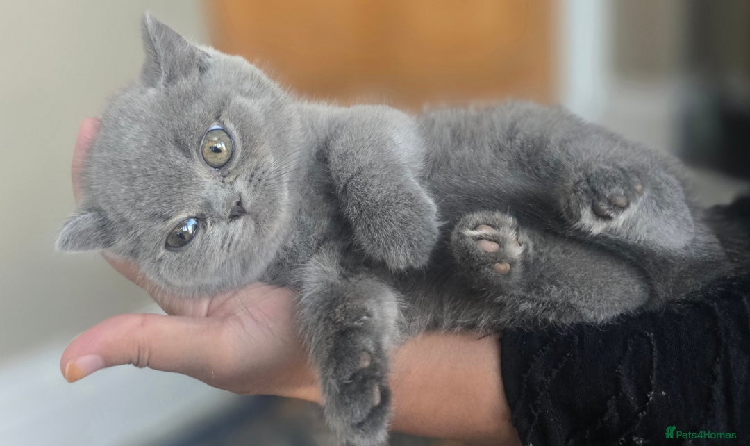 British Shorthair cats for sale: LAST CHUNKY BOY Cute Bristish Short Hair Kittens  - Image 13