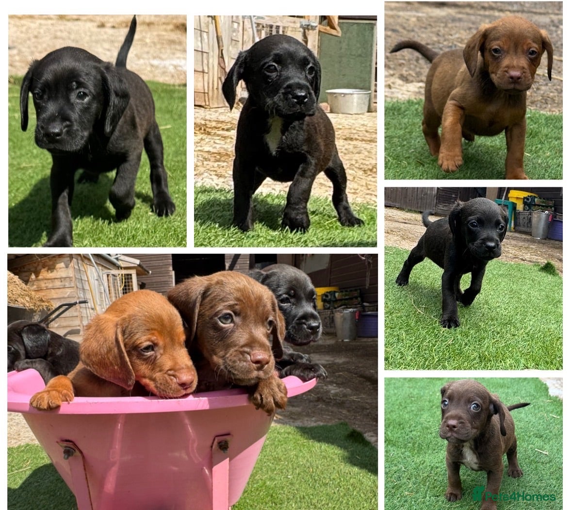 Mixed Breed dogs Patterdale cross spaniel - Advert 1