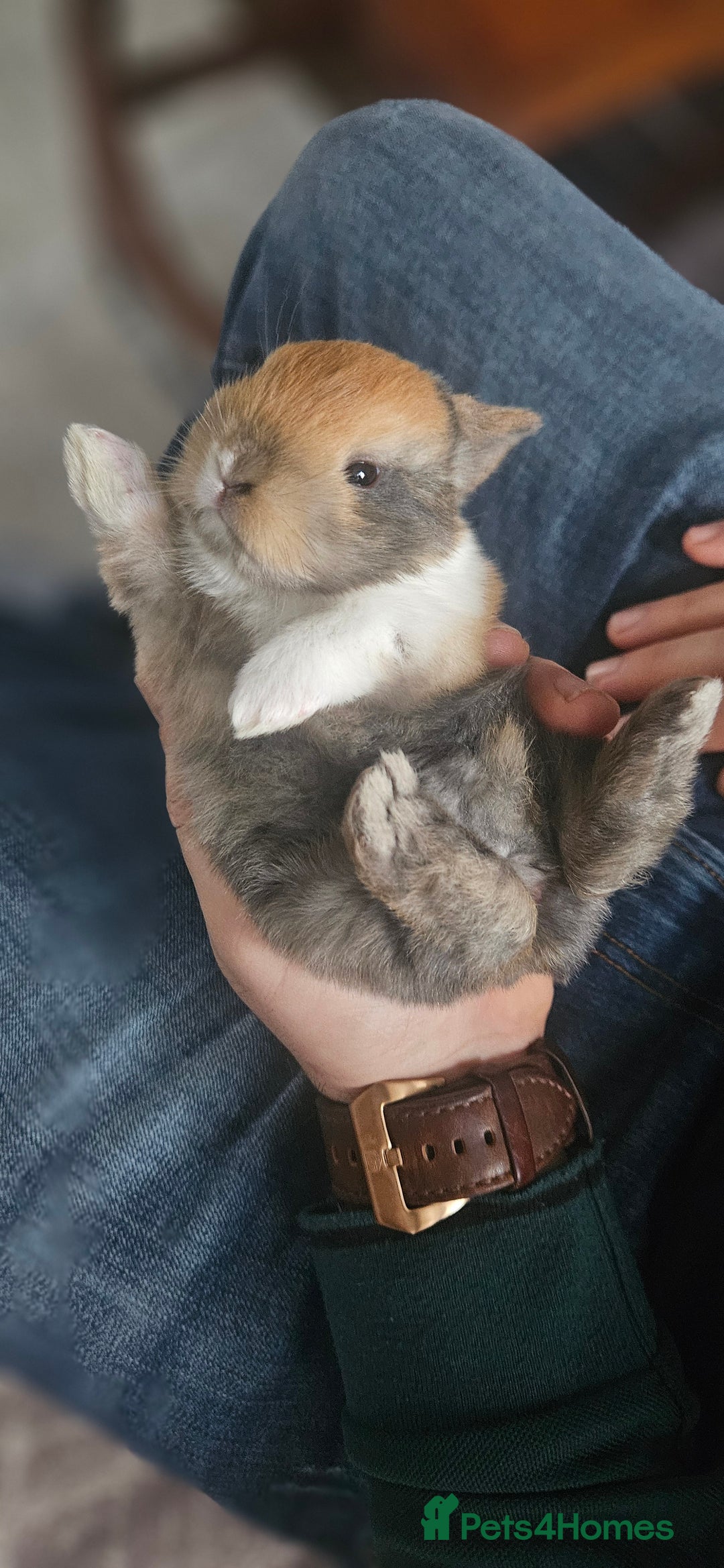 Tri Coloured Dutch rabbits for sale: They are 22 days old and mix Dutch and Rex  - Advert 17