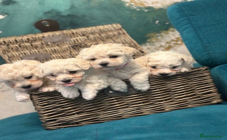 Bichon Frise dogs - Advert 2