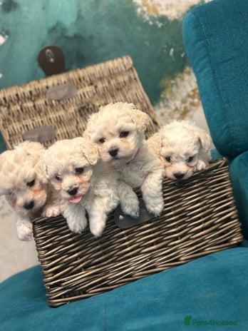 Bichon Frise dogs - Advert 2