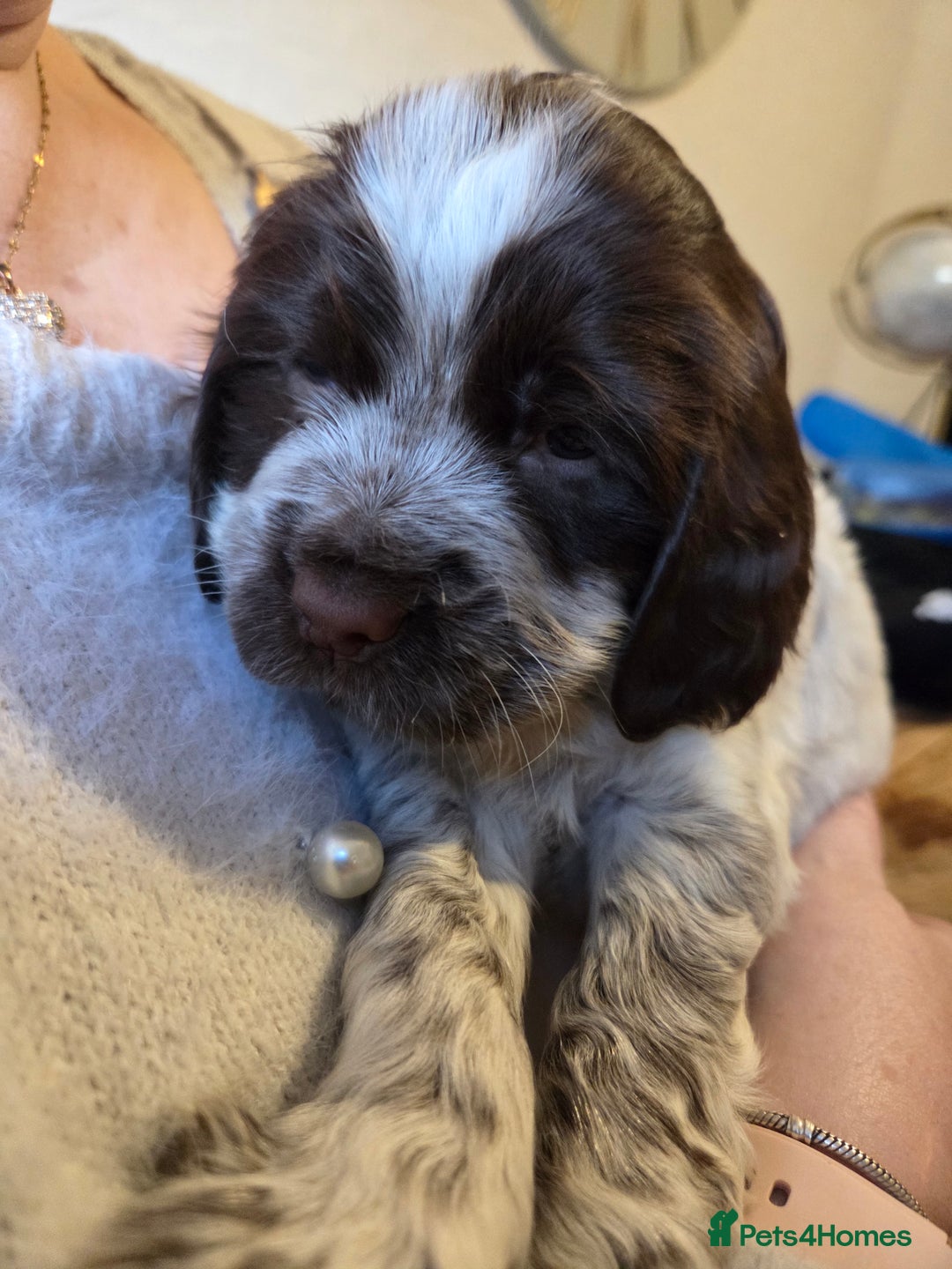 Sprocker dogs for sale: Beautiful Sprocker Puppies - Advert 6