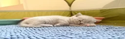 British Shorthair cats for sale: Beautiful Lilac 8week Male Kitten Champion Parents in Wellingborough - Advert 7