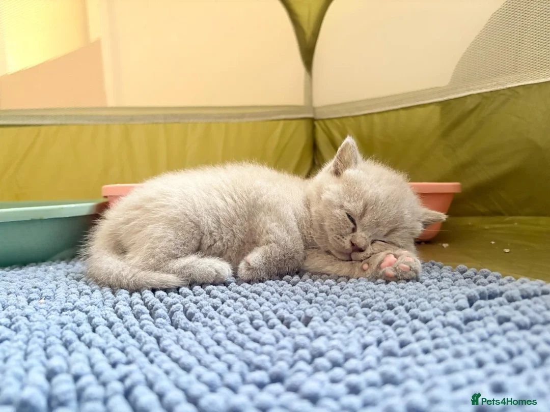 British Shorthair cats for sale: Beautiful Lilac 8week Male Kitten Champion Parents in Wellingborough - Advert 7