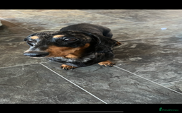 Miniature Dachshund dogs for sale: Miniature dachshund  - Image 7