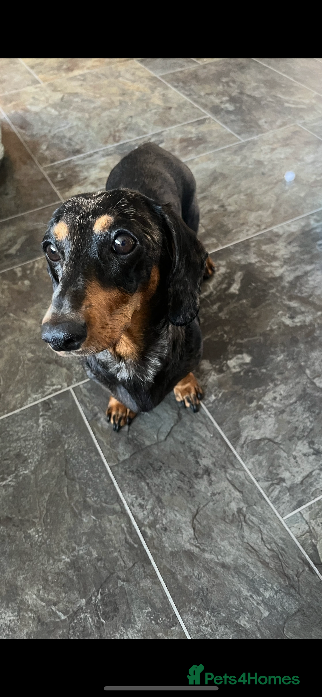 Miniature Dachshund dogs for sale: Miniature dachshund  - Image 7