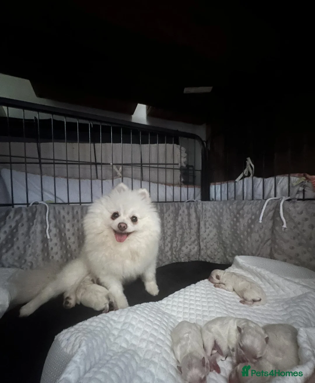 Pomeranian dogs for sale: Pure Pomeranians ready now! in Castleford - Advert 11