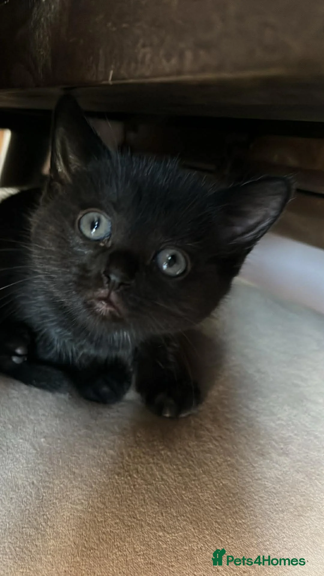 Mixed Breed cats for sale: Kittens  - Advert 5