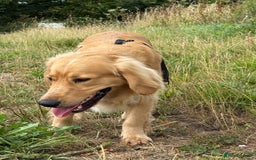 Mixed Breed dogs for sale: Golden cocker retriever for sale  - Image 2