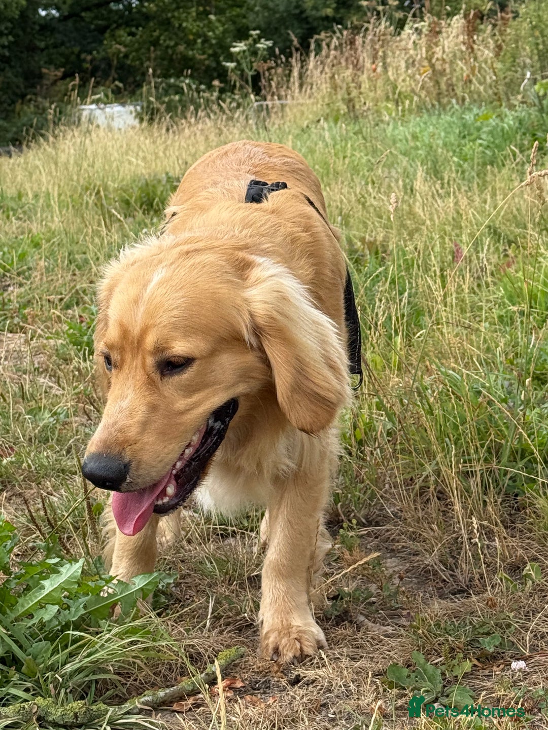 Mixed Breed dogs for sale: Golden cocker retriever for sale  - Image 2