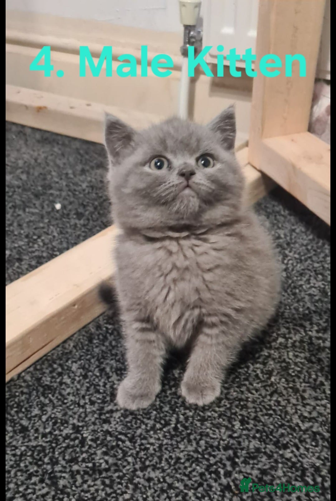 British Shorthair cats for sale: Stunning British Shorthair Kittens For Sale! - Advert 4