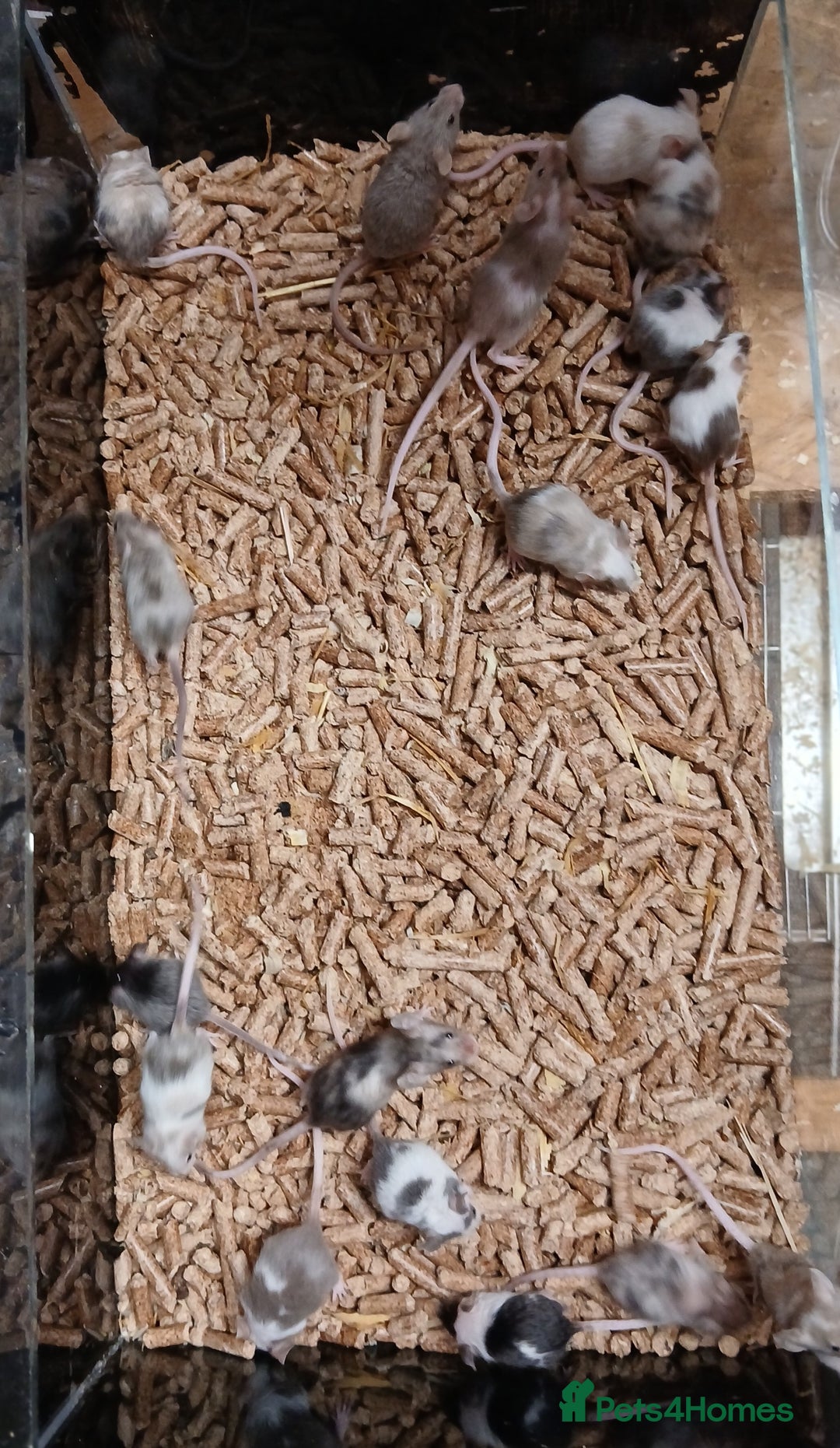 Mouse rodents for sale: Baby Fancy Mice Females  - Advert 10