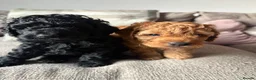 Cavapoo dogs for sale: Cavapoo puppies  - Advert 12