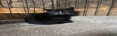 Domestic Shorthair 3