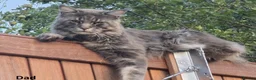 Maine Coon cats for sale: TICA REGISTERED GORGEOUS MAINE COONKITTENS - Advert 31