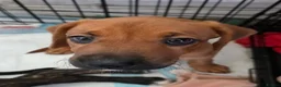 Mixed Breed dogs for sale: 2 Lurcher x Boxer puppies - Advert 17
