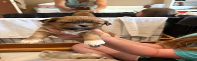 Lhasa Apso 2
