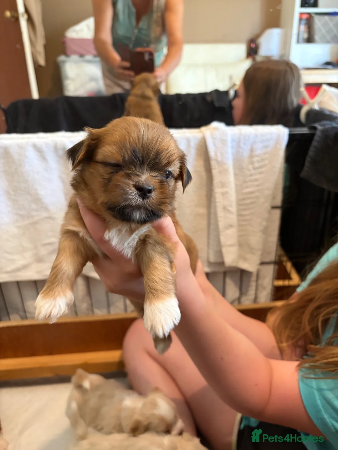 Lhasa Apso dogs for sale: Kc Reg Lhasa pup Only 1 left  - Advert 2