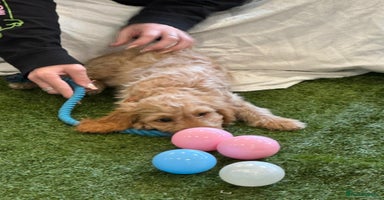 Cockapoo dogs - Advert 11