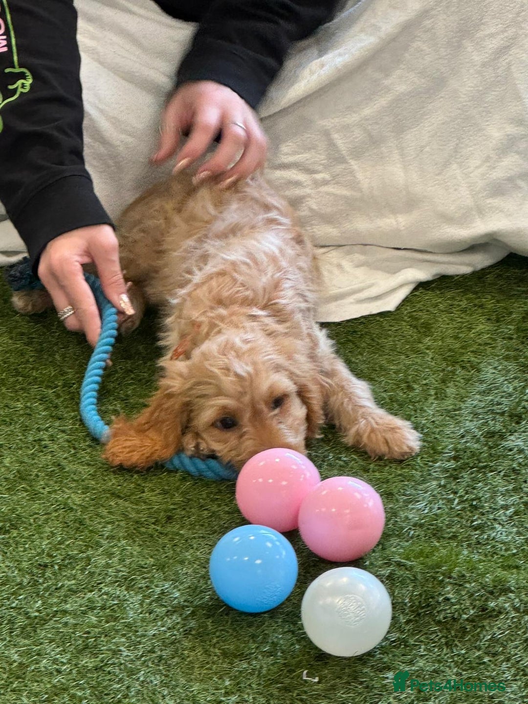 Cockapoo dogs for sale: 🐾STUNNING F1 COCKERPOOS REG BREEDER🐾 - Image 2