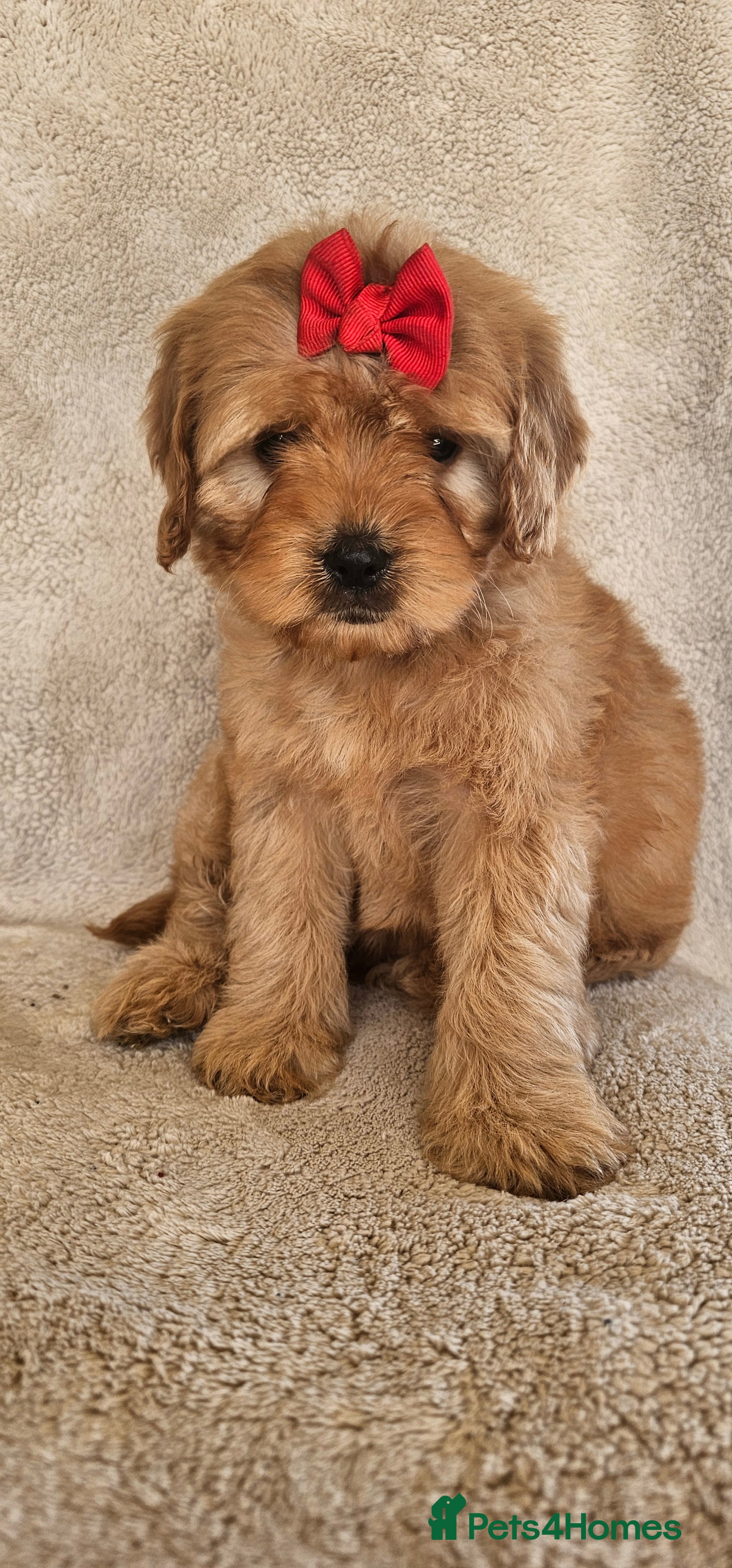Cavapoo dogs Only 1 little girl available now  - Advert 13