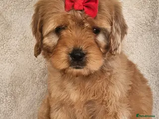 Cavapoo dogs Only 1 little girl available now - Advert 13