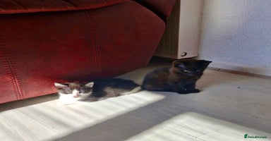 Mixed Breed cats - Advert 9