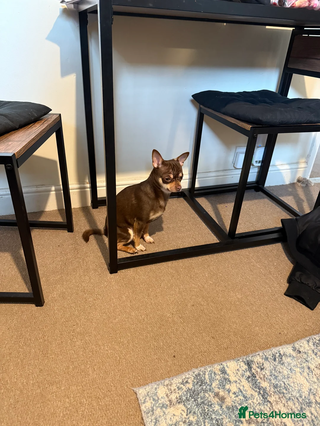 Chihuahua dogs for stud: Reggie the chocolate chi for stud in Ipswich - Advert 11