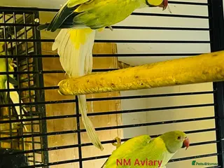 Parakeets birds Indian Ringneck parrot - Advert 1