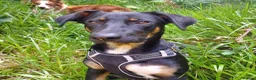 Huntaway dogs for adoption: Mungo - Huntaway for Adoption in Bristol - Advert 1