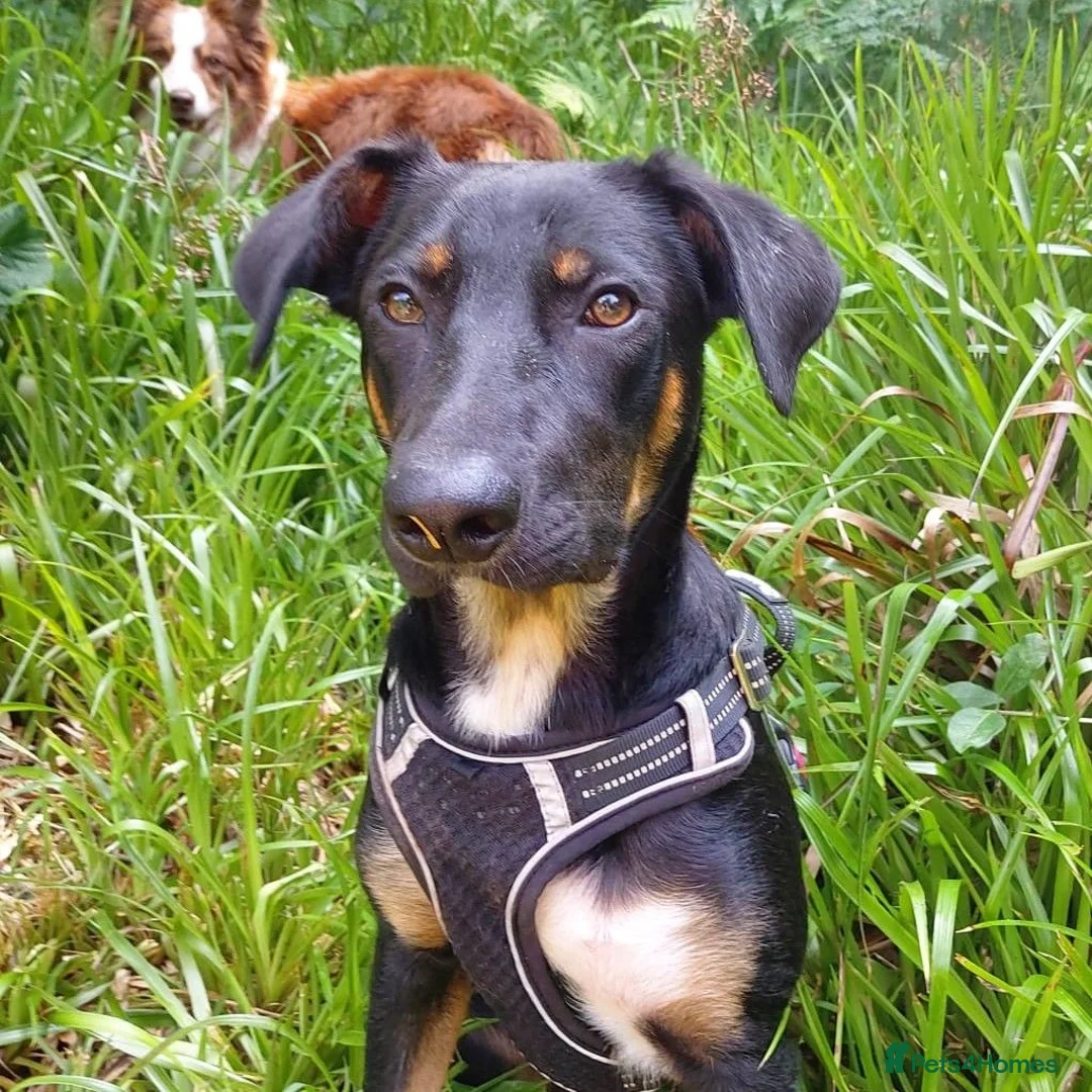 Huntaway dogs for adoption: Mungo - Huntaway for Adoption in Bristol - Advert 1