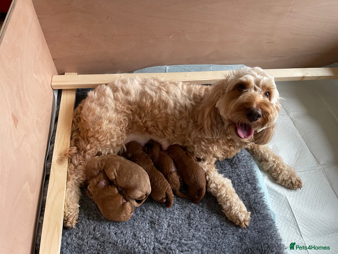 Cockapoo dogs for sale: Red Miniature Cockapoos – F1B - Advert 1