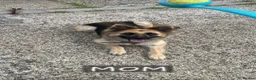German Shepherd dogs for sale: German Shepherd puppy - Advert 4