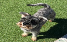 Miniature Schnauzer dogs for sale: KC reg & health tested Mini Schnauzer 🩷 2yrs old - Image 2
