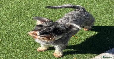 Miniature Schnauzer dogs - Advert 10