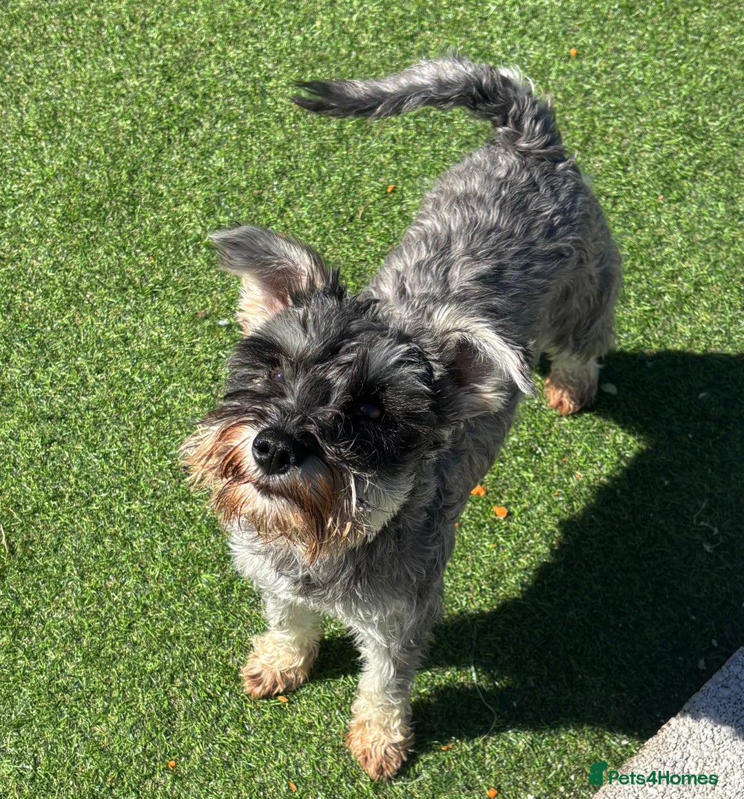 Miniature Schnauzer dogs for sale: KC reg & health tested Mini Schnauzer 🩷 2yrs old - Image 2