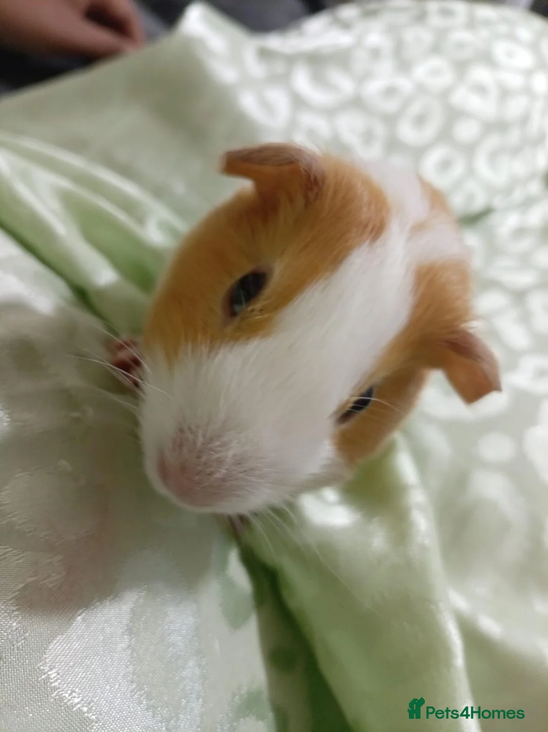 Guinea Pig rodents for sale: Star and Moon  in Southampton - Advert 5